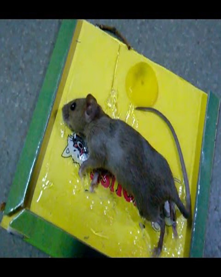 Reusable Expert Mouse & Rat Glue Trap – Heavy Duty