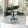 Pack Of 3 Bonsai Trees
